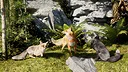 Spirit of the North 2: SaveAFox Pack Screenshot 1