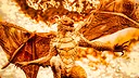 Elleria - Sands of Time Screenshot 0
