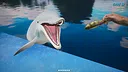 Dolphin Trainer VR Screenshot 2