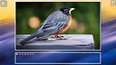 Super Jigsaw Puzzle: Generations - Birds Puzzles Screenshot 10