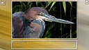 Super Jigsaw Puzzle: Generations - Birds Puzzles Screenshot 3