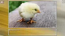 Super Jigsaw Puzzle: Generations - Birds Puzzles Screenshot 2