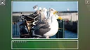 Super Jigsaw Puzzle: Generations - Birds Puzzles Screenshot 4