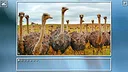 Super Jigsaw Puzzle: Generations - Birds Puzzles Screenshot 7