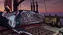 Essex: The Whale Hunter Screenshot 2