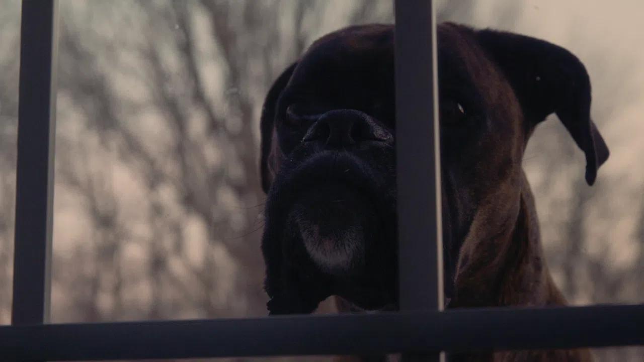 Death on Scenic Drive Screenshot 3