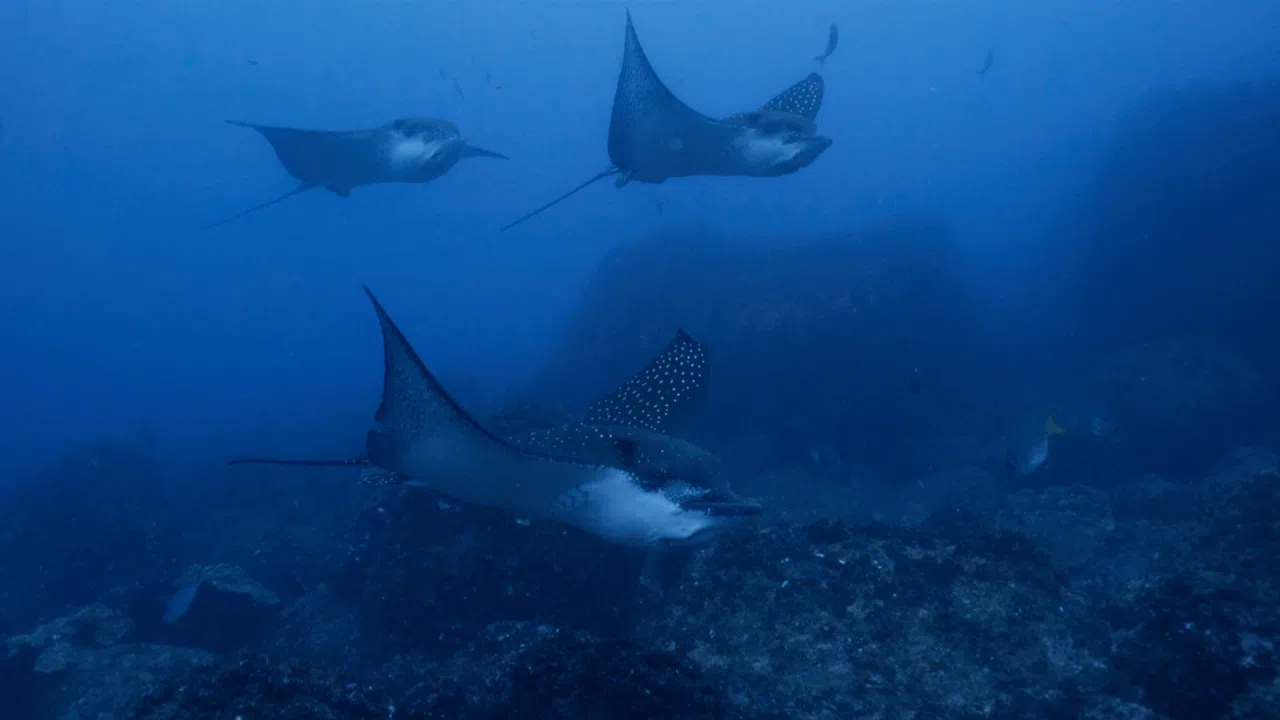 Galapagos Evolution Screenshot 2
