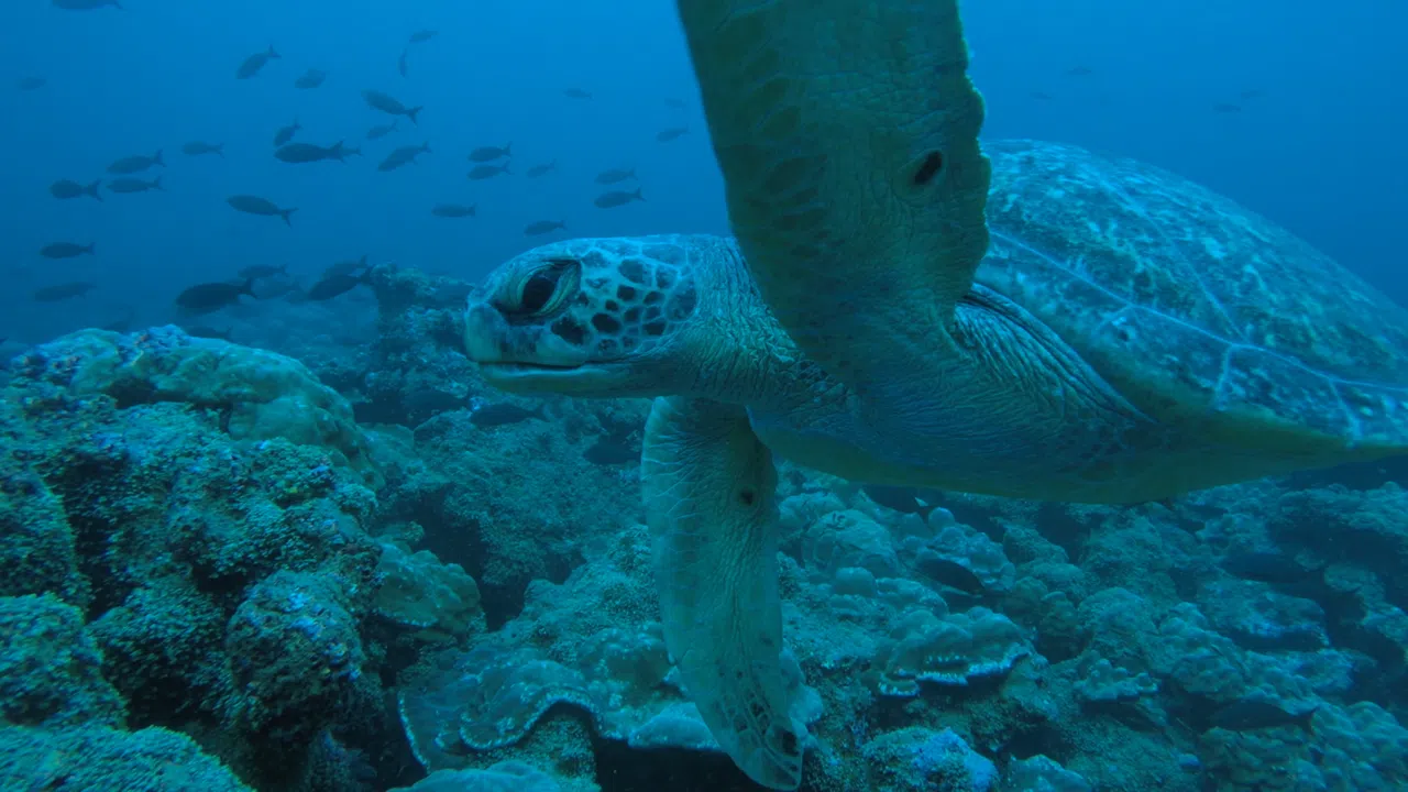 Galapagos Evolution Screenshot 3