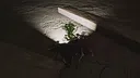 Cockroach Simulation Screenshot 8