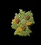Unlocked States: 4 icon