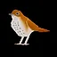 Hermit Thrush icon