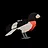 Rose-breasted Grosbeak