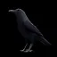 American Crow icon