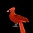 Northern Cardinal