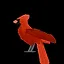 Northern Cardinal icon