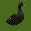 Black Duck icon