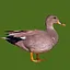 Gray Duck icon