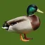 Mallard icon