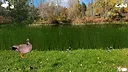 Jump Duck Screenshot 3