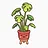 Restored: Potted Monstera