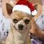 Happy Dog Year and Doggy Christmas! icon