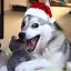 Happy Dog Year and Doggy Christmas! icon