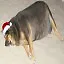 Happy Dog Year and Doggy Christmas! icon