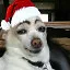 Happy Dog Year and Doggy Christmas! icon