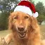 Happy Dog Year and Doggy Christmas! icon