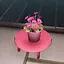 Red Flower icon
