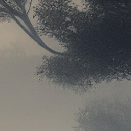 Misty tree icon