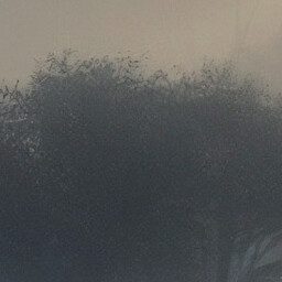 Misty tree icon