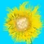 Summer Unlocked icon
