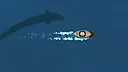 The Little Cat and the Sea Screenshot 2