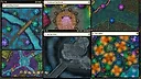 Fantasy Grounds - Map Collection - Fey Realm Screenshot 2