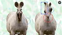 Horse Magnifier: The Full Horse Screenshot 1