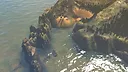 Wildshape Pro - Map Editor + VTT Screenshot 6