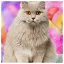 Cat 12 icon