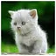 Cat 26 icon