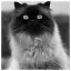 Cat 64 icon