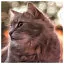 Cat 36 icon