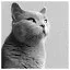 Cat 57 icon