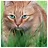 Cat 49