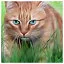 Cat 49 icon