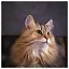 Cat 33 icon
