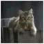 Cat 29 icon