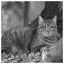Cat 70 icon