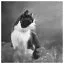 Cat 51 icon