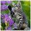 Cat 19 icon