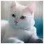 Cat 6 icon